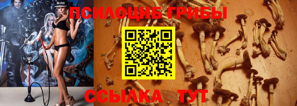 Галлюциногенные грибы прущие грибы Саки